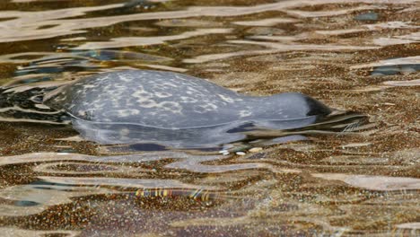 earless seal in the water