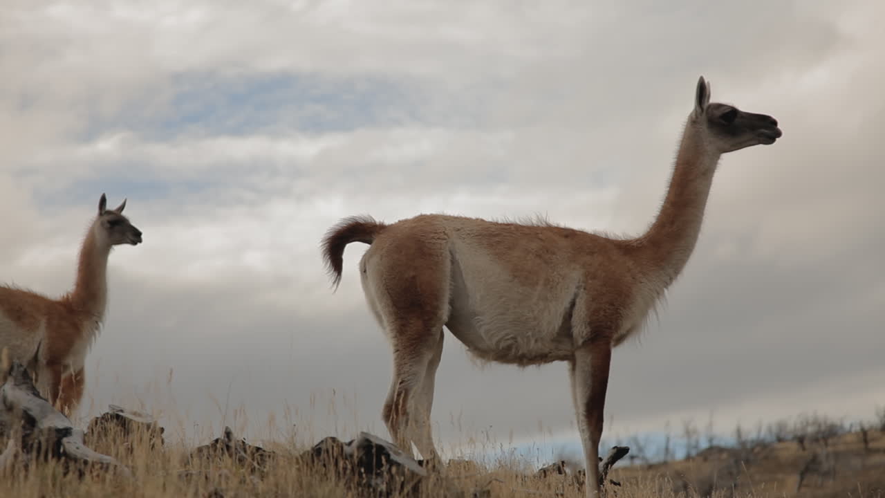 tres cabras caminando al aire libre en un día nublado