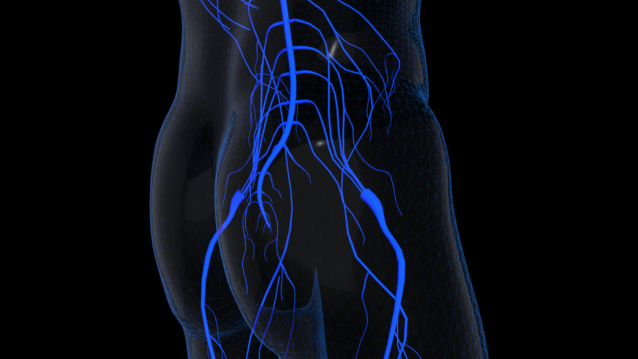 Human Vascular System of the Hip and Pelvis