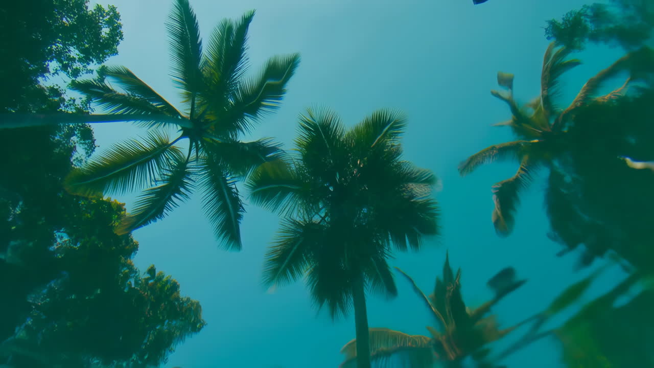 Palm trees underwater