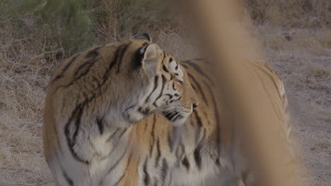 Cerca-De-Tigre-Girando-Su-Cabeza-Hacia-La-Cámara