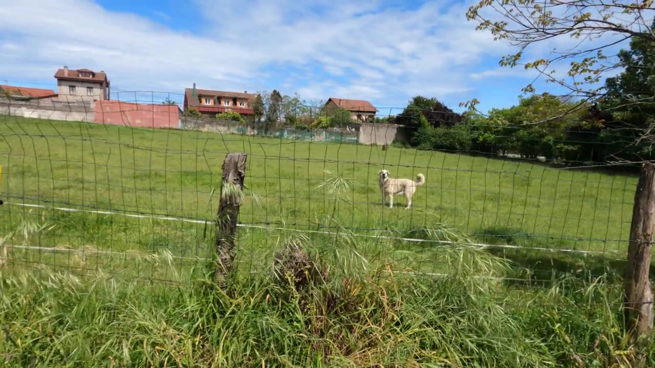 Cane bianco in piedi in un lussureggiante pascolo verde recintato con edifici residenziali sullo sfondo. Periferia rurale di Gijón, Spagna
