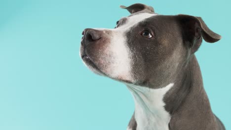 curious pit bull against a blue background