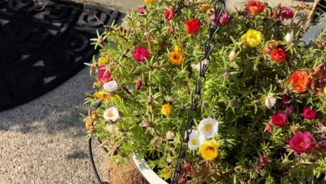 spin around a hanging flower pot with colorful mini roses