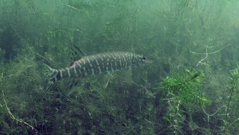 northern pike in a shallow pond