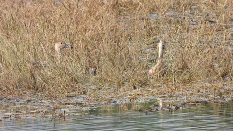 Whistling-duck---chicks---playing-on-pond-area-