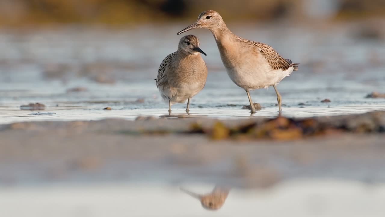 Two Ruff Shorebirds (Calidris pugnax) wading in shallow water