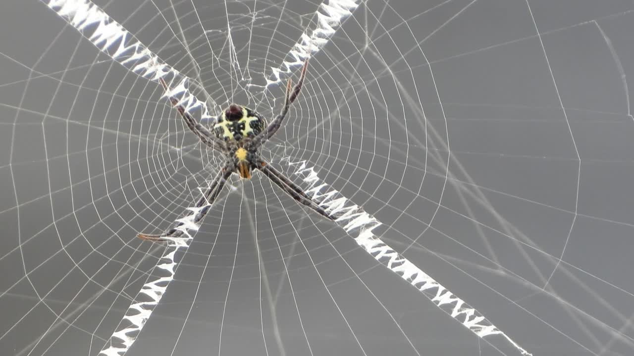 웹 uhd mp4 4k의 거미