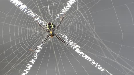 araña en web uhd mp4 4k