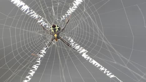 spider in web uhd mp4 4k