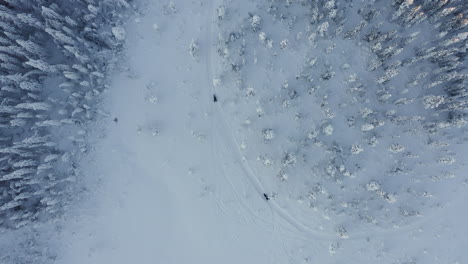 drone top view shot follows a snowmobile in deep snow in a dense forest during a cold winter season in sweden