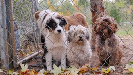 cute puppies of different breeds of dogs in the kennel. waiting for its owner