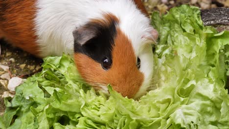 cute guinea pig chewing green salad outdoors in garden,static macro view