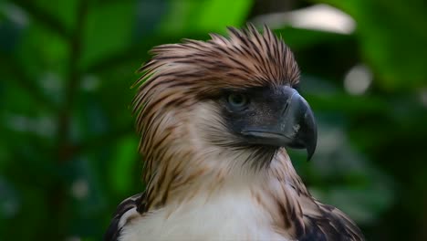 The-Philippine-Eagle-also-known-as-the-Monkey-eating-Eagle-is-critically-endangered-and-can-live-for-sixty-years-feeding-on-Monkeys,-Flying-Lemurs,-and-small-mammals-as-an-opportunist-Bird-of-Prey