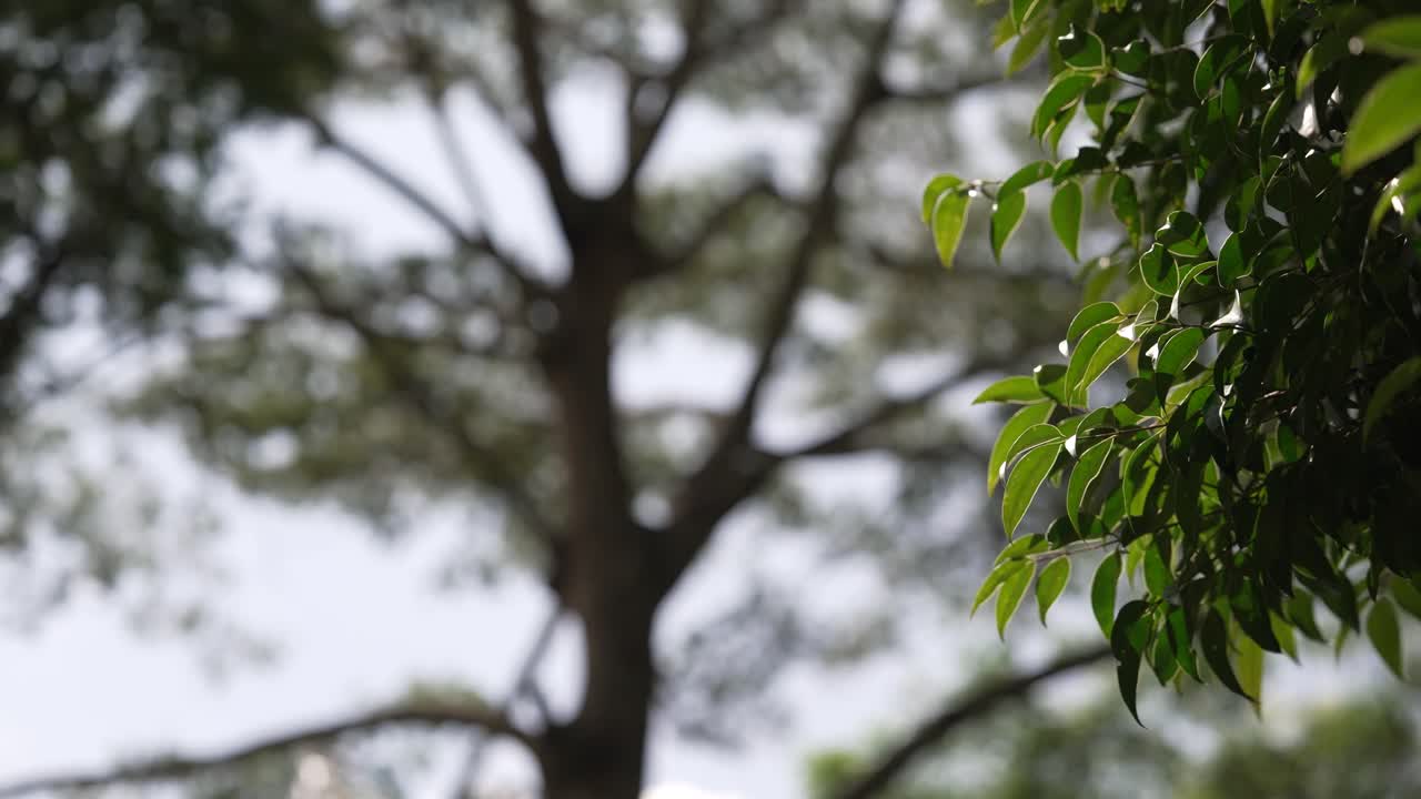 View of tall trees and canopy providing shade over an agroforestry coffee plot in a tropical environment