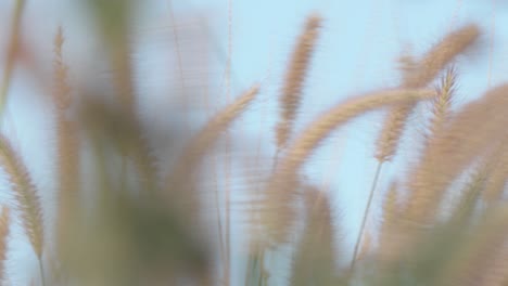 close-up of weeds blowing in the wind against the sky background