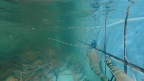 los camarones en un tanque de un restaurante exhiben comportamientos naturales. las imágenes submarinas capturan sus movimientos e interacciones en un entorno controlado.