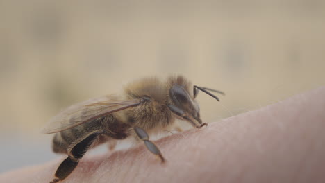 close-up of a honeybee on human skin
