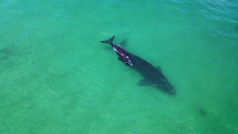 ballena franca austral y cría disfrutando de las aguas poco profundas costeras de sudáfrica, antena