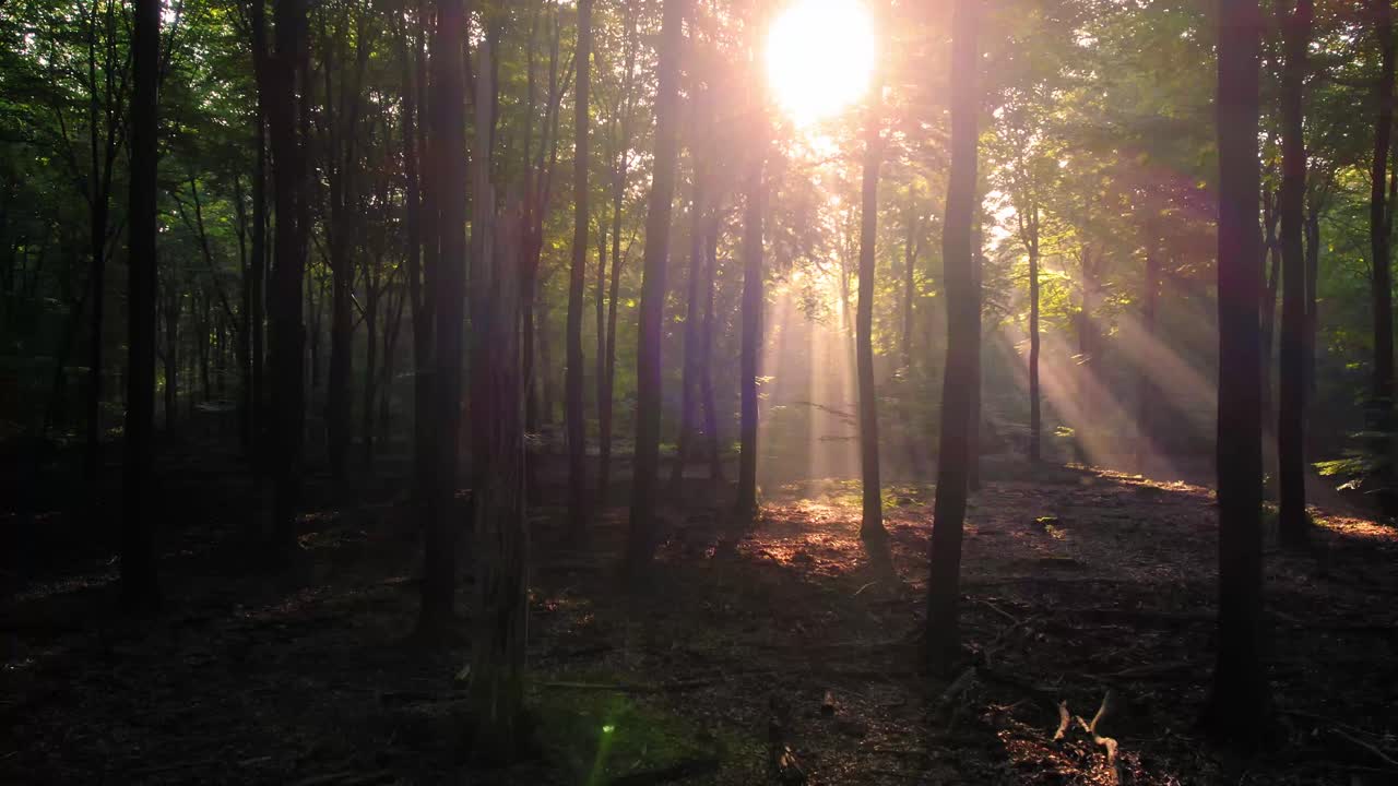 volando a través del bosque mágico con árboles mientras hermosos rayos de luz solar perforan las hojas, rayos solares de drones