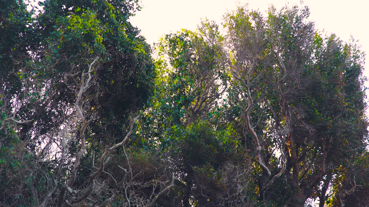 cabo cuervo se para en las ramas de los árboles y vuela desde la cima de la colina con vista al mar en la costa mediterránea