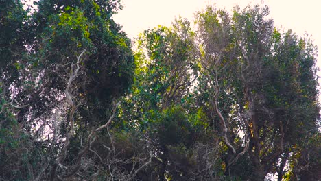 cape crow stands on branches of trees and fly from the top of hill with sea view on mediterranean coast