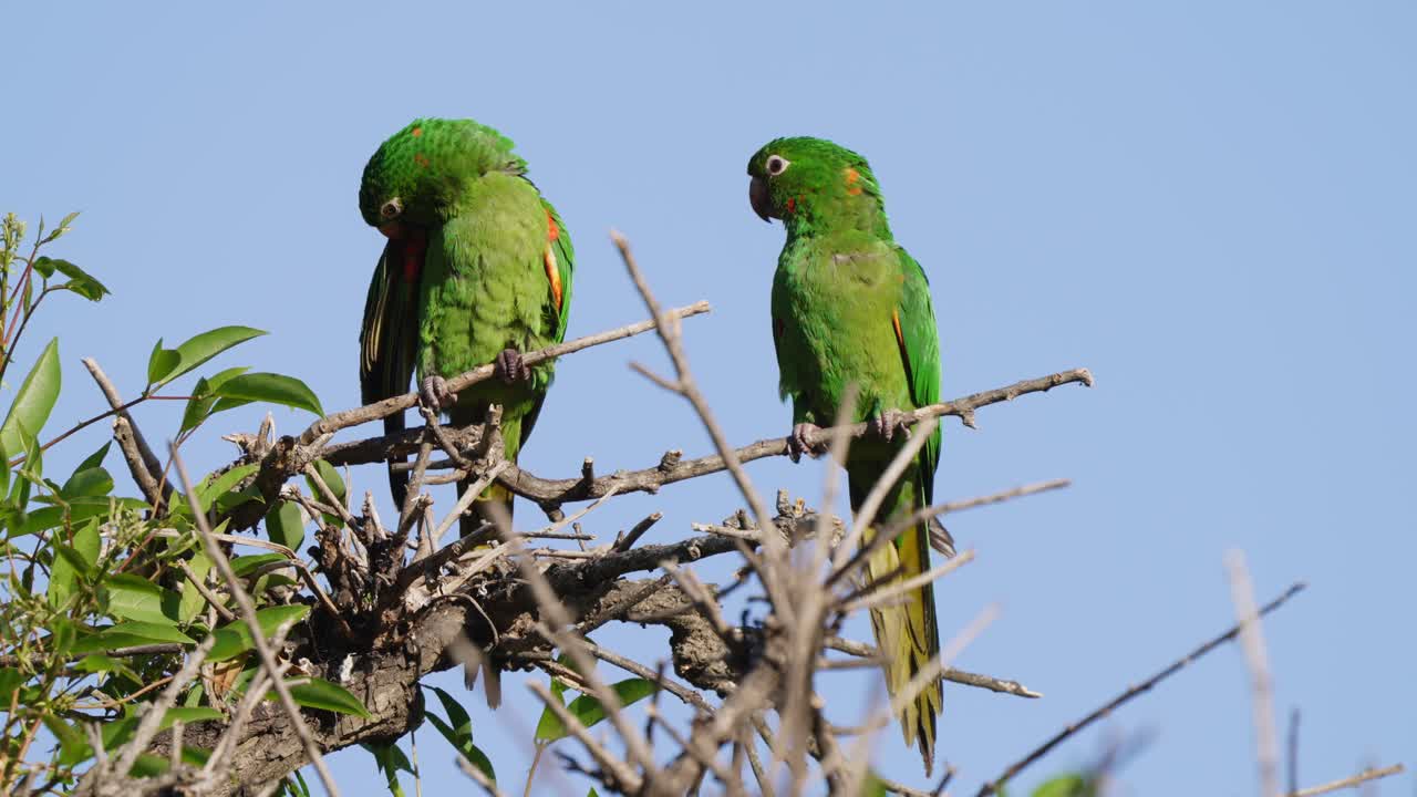 A pair of green white-eyed parakeet, psittacara leucophthalmus, neotropical parrot native to South America perched atop a tree branch, one preening feathers and another curiously wonders