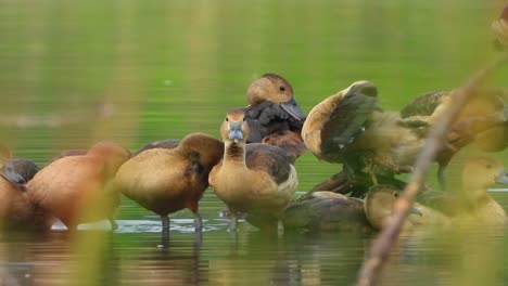 Pfeifende-Entenküken-Im-Teich.