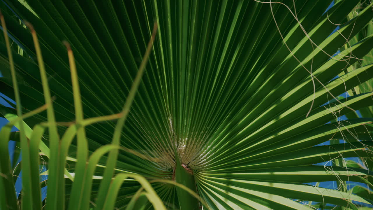 Vibrant green palm leaves sway gently in the breeze under a cloudless blue sky