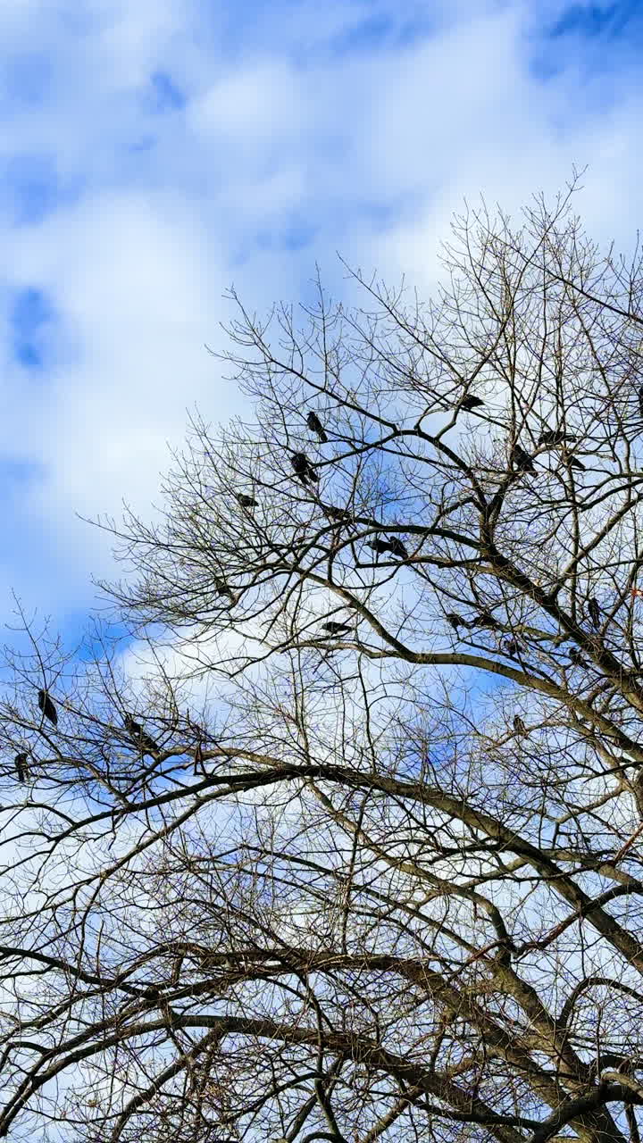 Crows sit on the higher branches of a huge tree. Low angle view at the wintering birds. Sky with white cloudscape at backdrop. Vertical video.