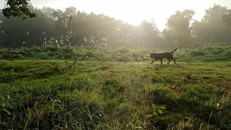 Rising-over-dew-covered-spiderweb-in-misty-silhouetted-woodland-with-dog-walking-slow-motion-across-green-fern-grassland-at-sunrise