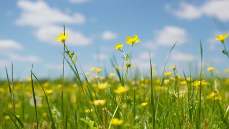 Blooming-yellow-buttercup-blossoms-in-green-grass-meadow-in-spring