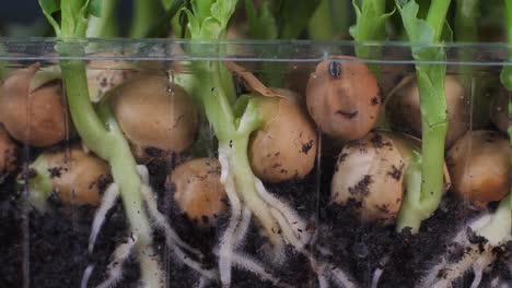 germination of green peas