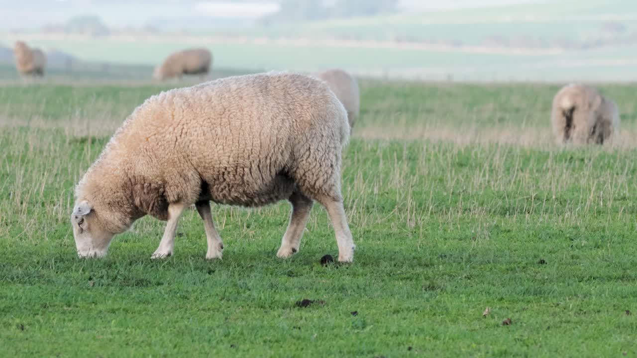 ovejas pastando pacíficamente en un campo verde