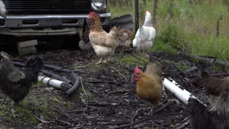 on natural open farm wildlife backyard hens and healthy chickens walking through fence