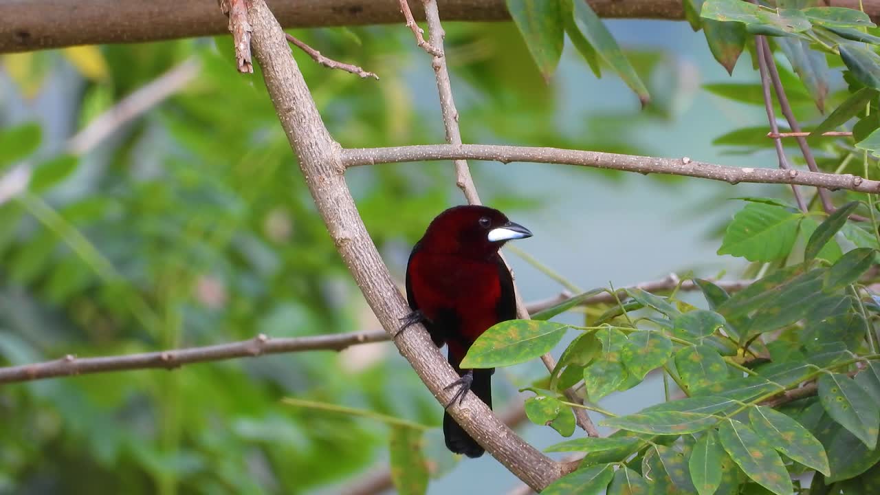 un colorido tanager de espalda carmesí volando lejos de una rama de árbol