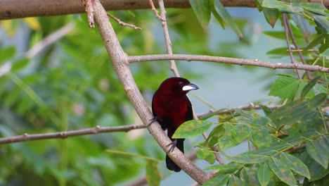 a colorful crimson-backed tanager flying away from a tree branch