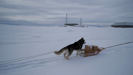 husky pulling sled in snowy landscape