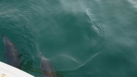 dolphins swimming near a boat in clear blue water off the coast of piura, peru