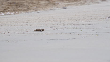 un pequeño cangrejo camina solo en una playa de arena