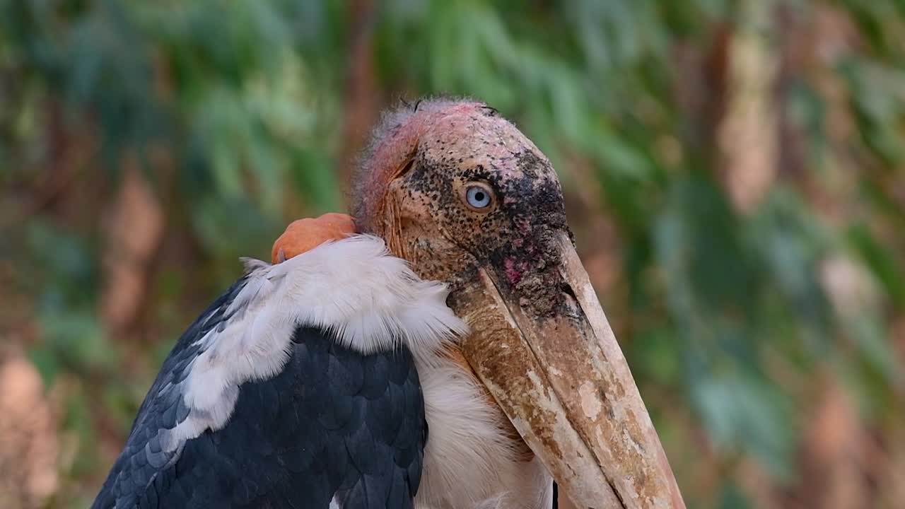 A big bird in the Stork family common in Southern Asia and now Endangered due to habitat loss. Food source is carrion, offal, fish, an opportunistic bird in which it can eat anything available
