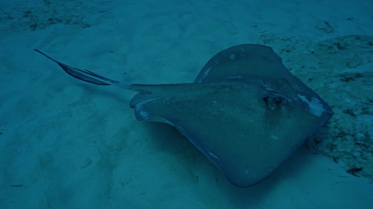 Stingrays in their natural habitat