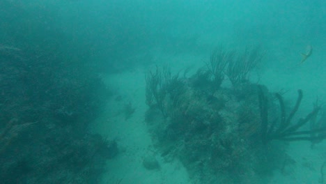 a group of yellowtail fishes swiming in the caribbean sea with scuba divers