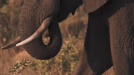 elefante africano comiendo hierba con tronco prensil en sabana