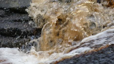 bosque sereno en otoño e invierno, con un suave arroyo que fluye sobre las rocas, formando pequeñas cascadas