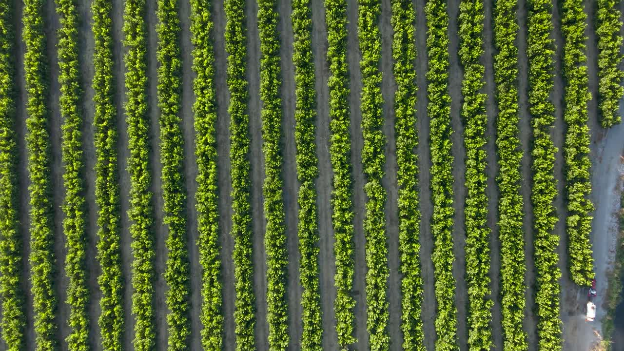 dolly aéreo de arriba hacia abajo en un tractor rojo rociando pesticidas entre las plantaciones de mandarina waru waru en un campo agrícola durante el día