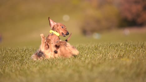 Primer-Plano-Dramático-En-Cámara-Lenta:-Un-Perro-Salchicha-Participando-En-Una-Pelea-Juguetona-Con-Otro-Perro-En-Medio-De-La-Exuberante-Vegetación-De-Un-Parque-De-La-Ciudad-De-Munich,-Capturando-La-Esencia-De-Las-Interacciones-Caninas.