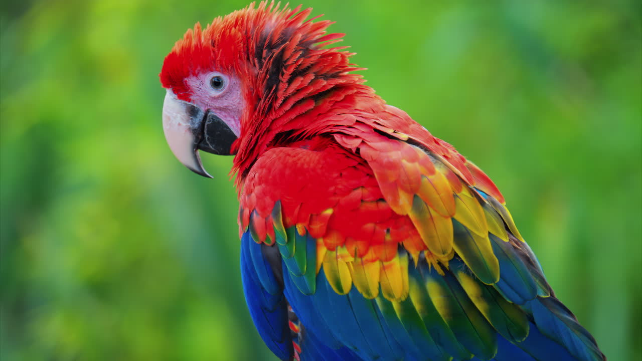 Close up of a red Macaw bird on a blurred background