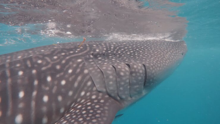 whale shark close up underwater experience , Rhincodon typus marine wildlife 4k slow motion footage