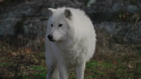 arctic wolf standing and looking around in parc omega, quebec, canada